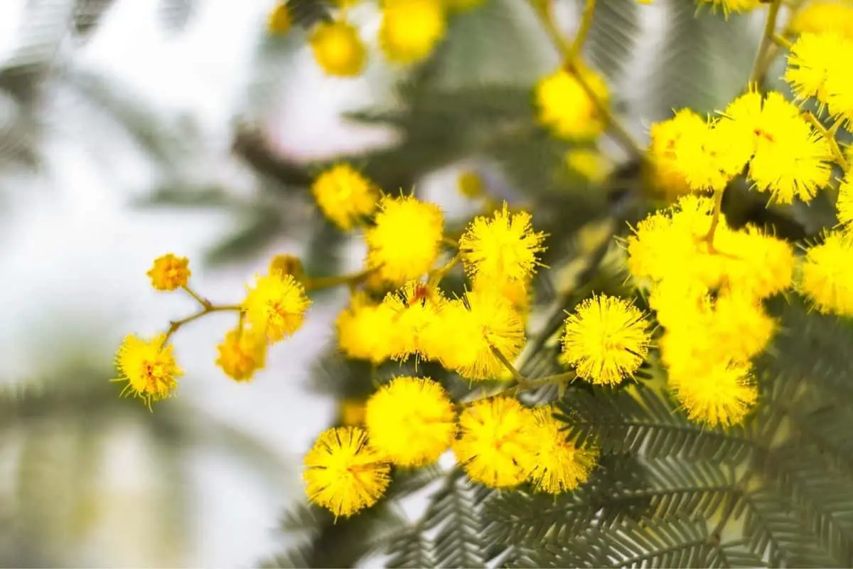 mimosa flower meaning