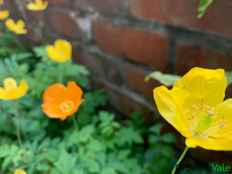 orange yellow welsh poppy