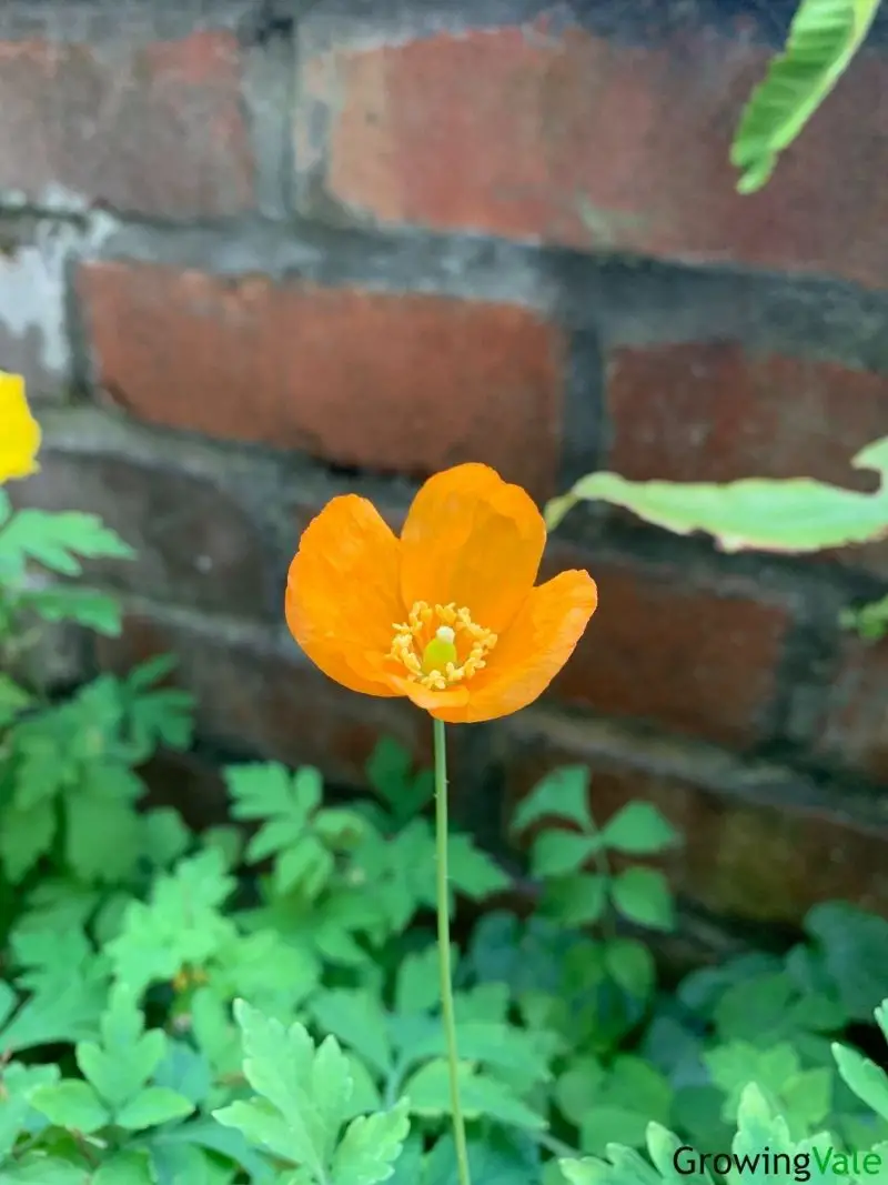 17 Best Poppy Types And Varieties For A Colorful Garden Growingvale