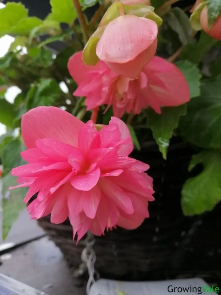 pink begonia flower