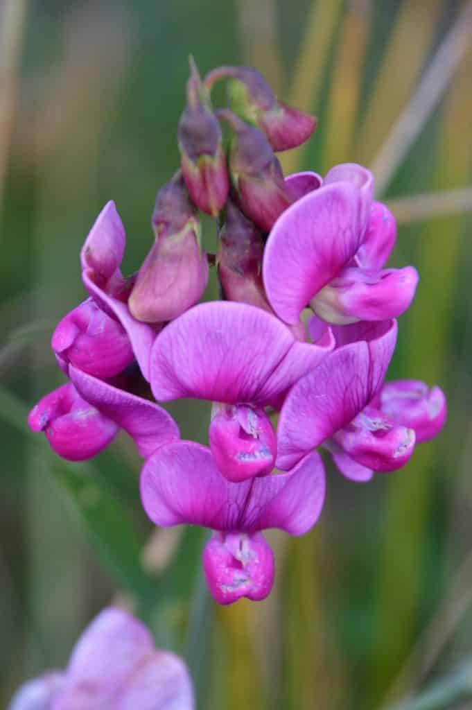 purple sweet pea flower