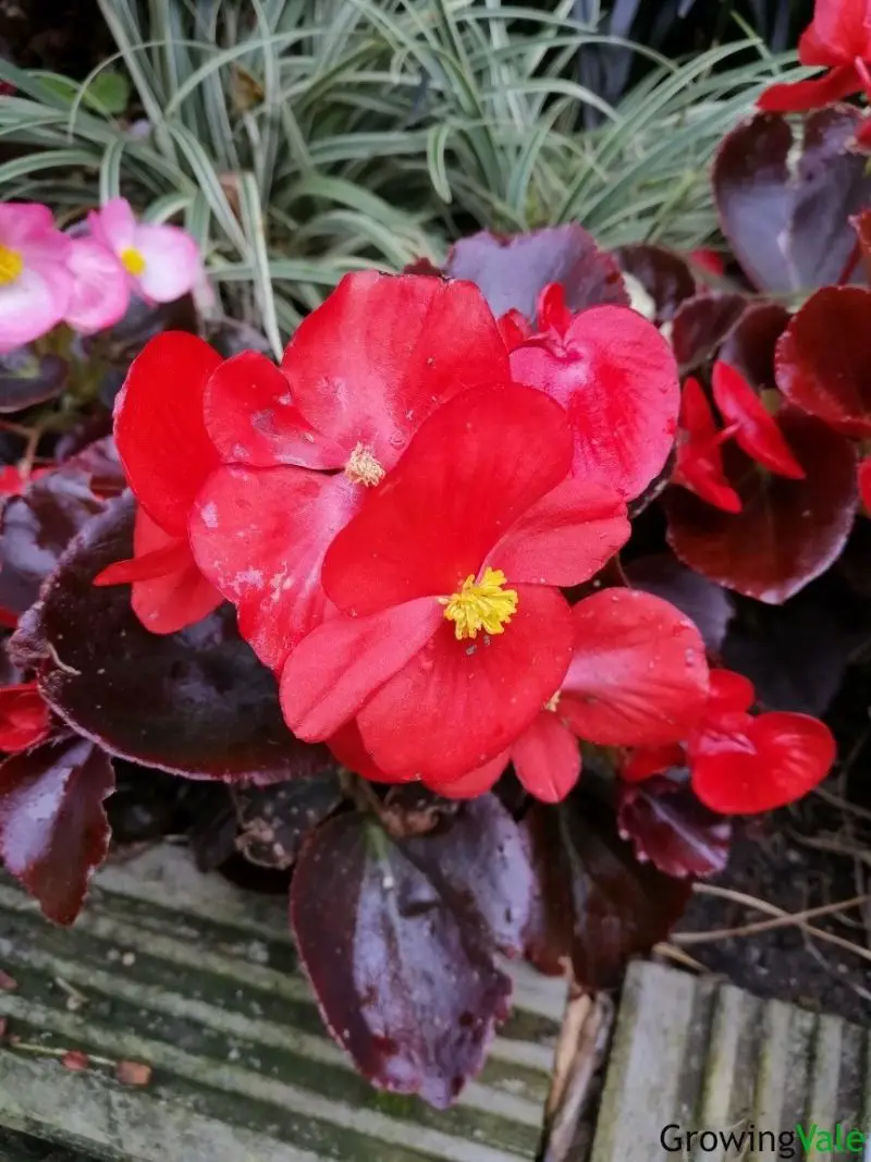 30 Best Begonia Types and Varieties for Your Garden GrowingVale
