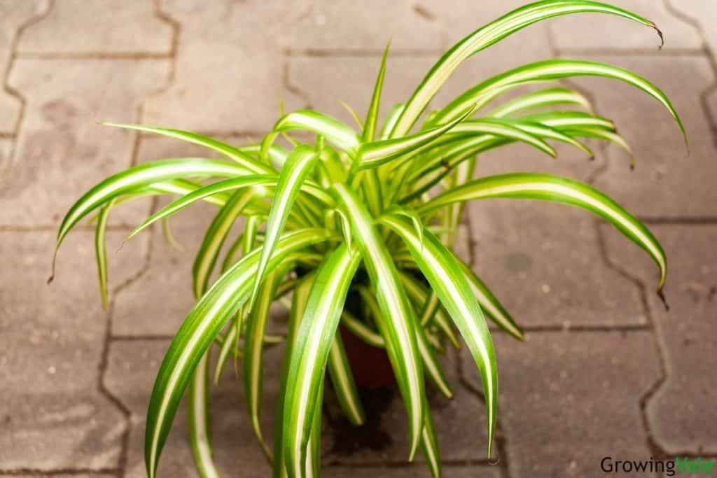 How and When To Repot a Spider Plant for The Best Result - GrowingVale