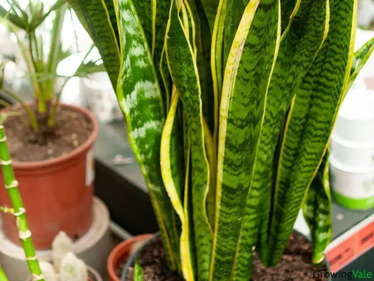 Best Snake Plant Fertilizer Types and How to Feed - GrowingVale