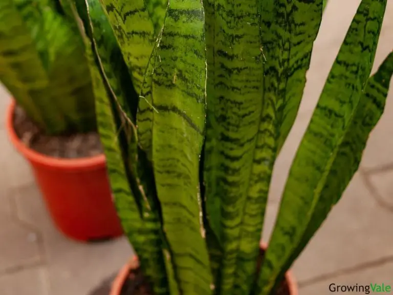 5 Best Snake Plant Propagation Methods That Work! - Growingvale