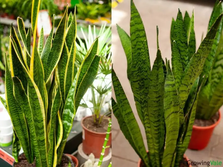 Snake Plant Different Types