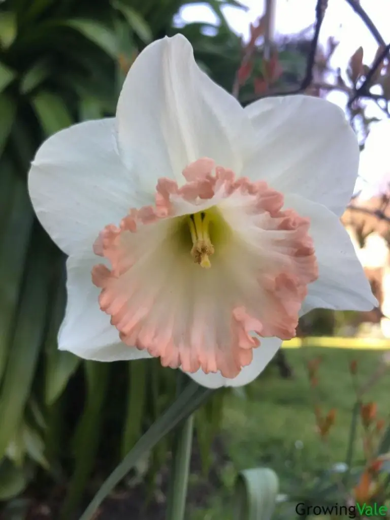 white pink daffodil