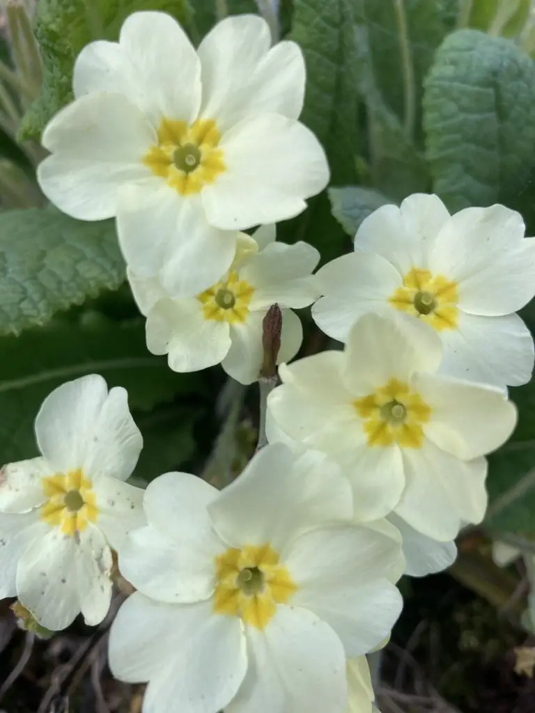 white primrose flower