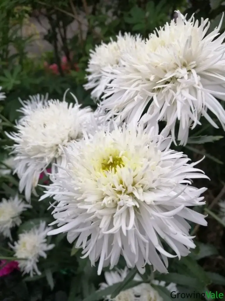 chrysanthemum anastasia white