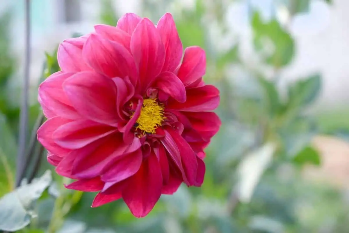 dahlia flower meaning