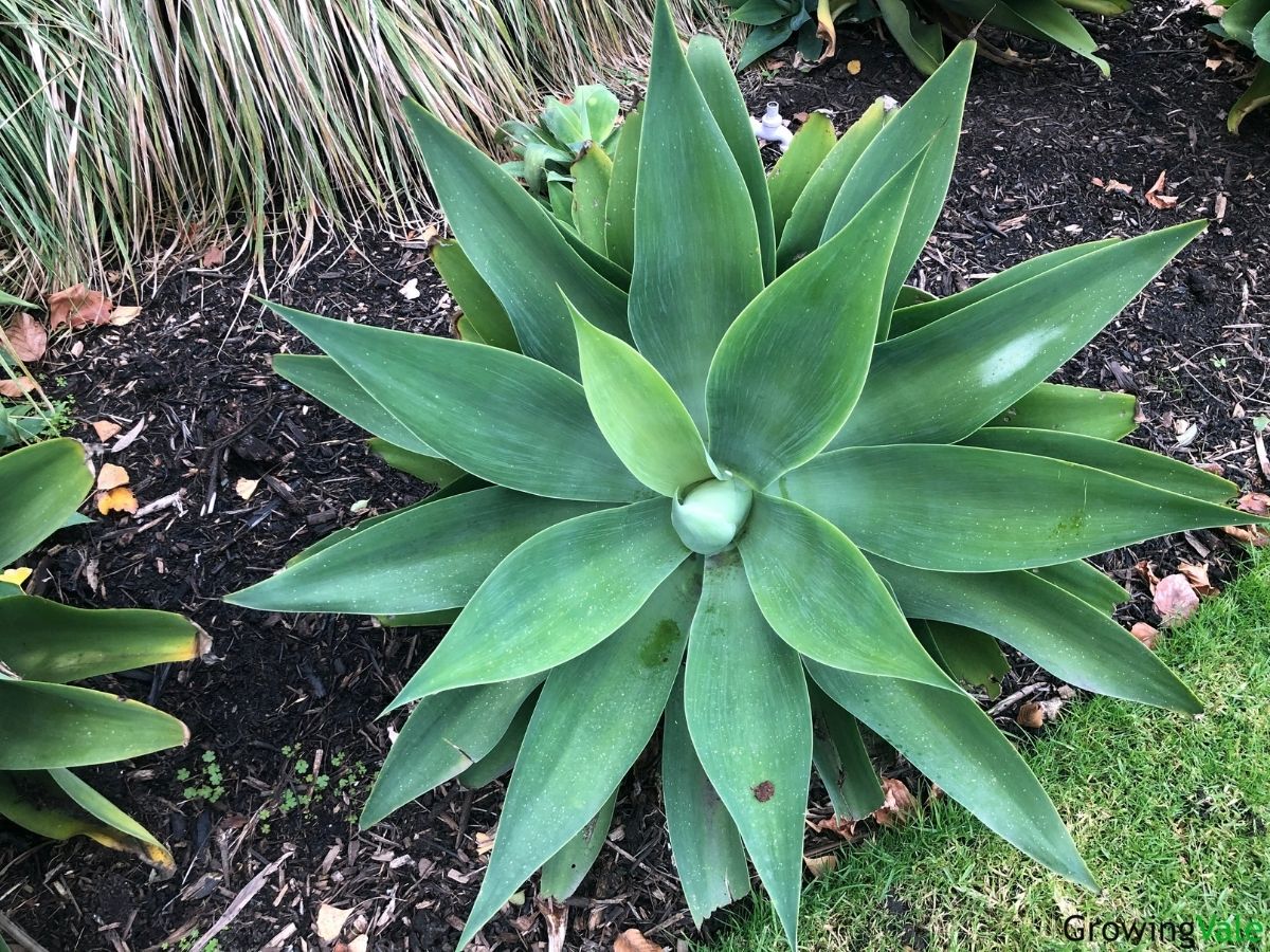 foxtail agave