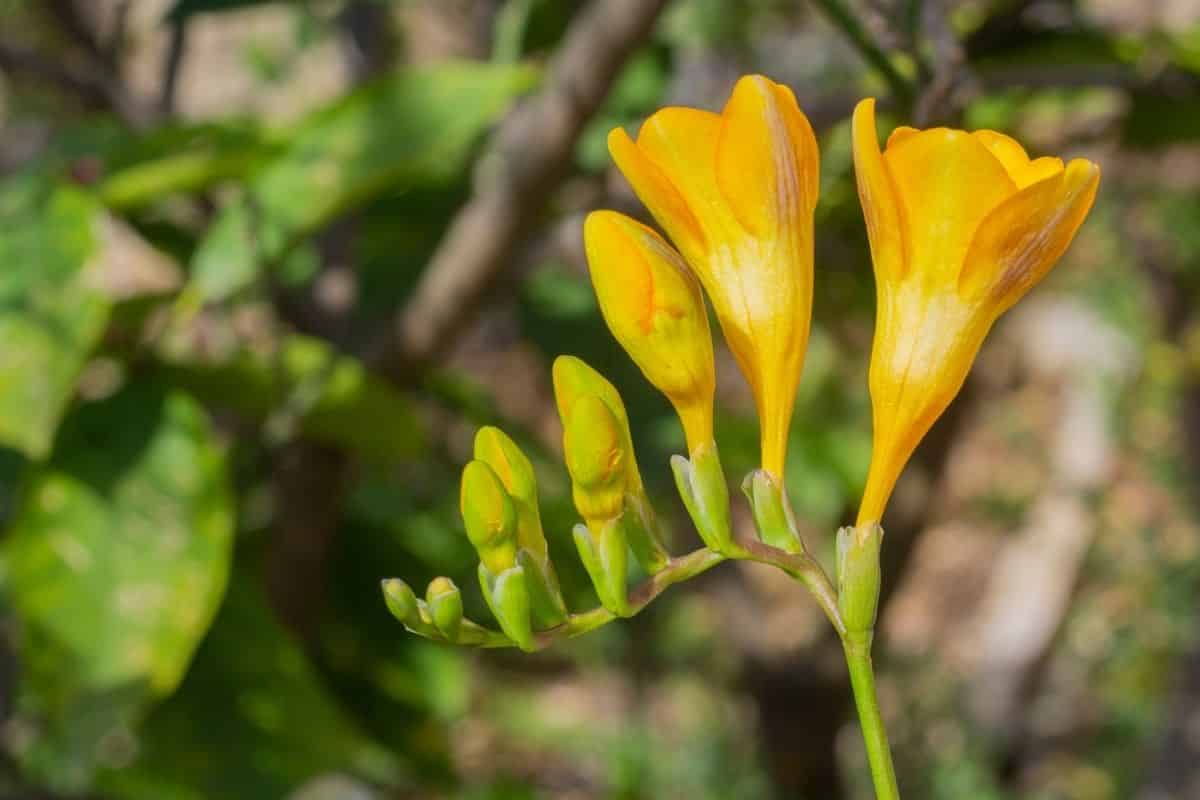 freesia meaning