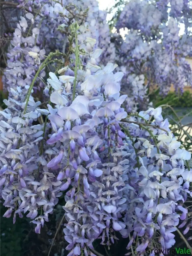 light purple wisteria