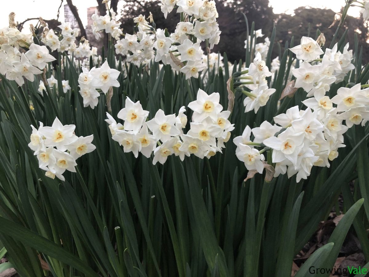 narcissus flower meaning