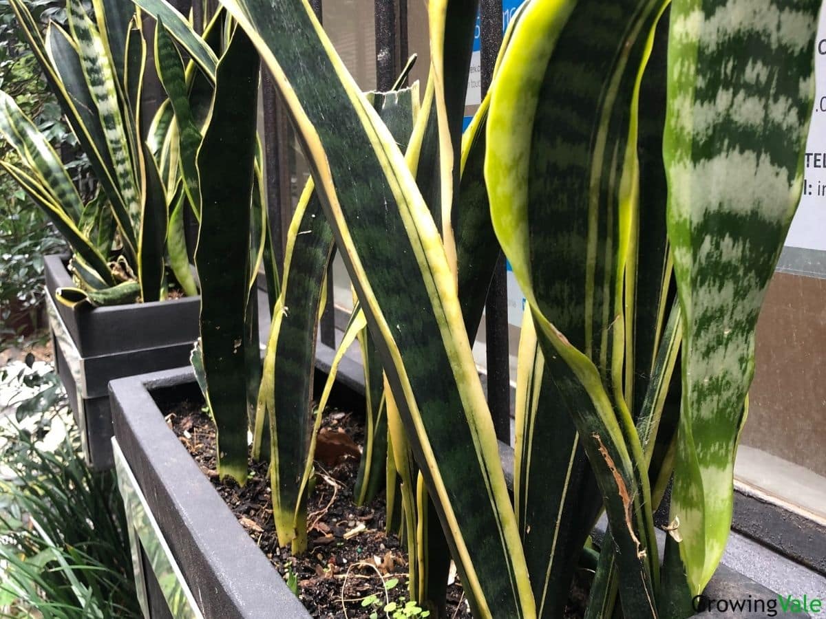 snake plant humidity