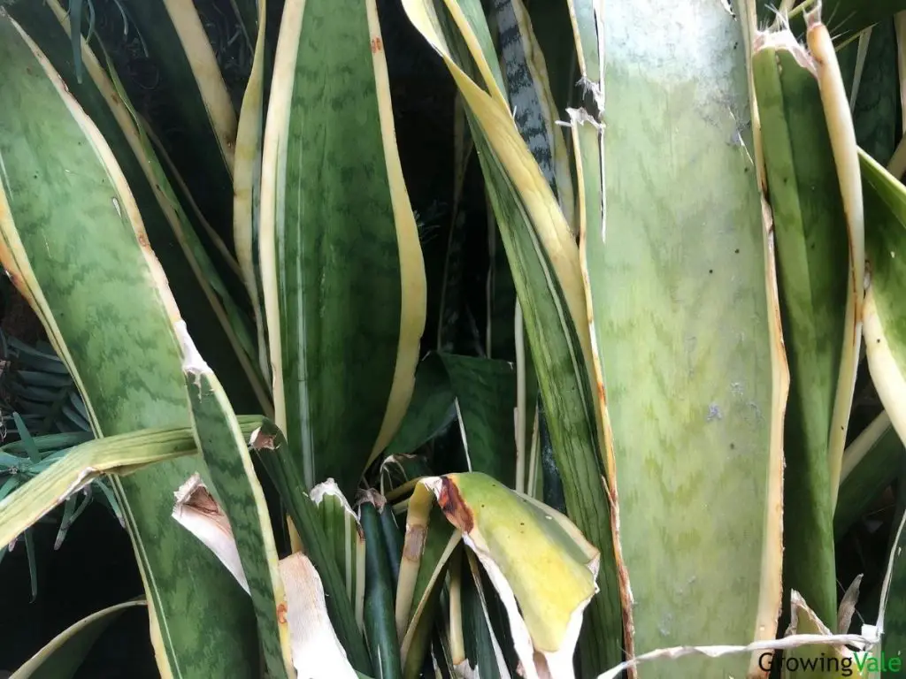 Solution To Snake Plant Leaves Curling, Falling, Folding & Turning 