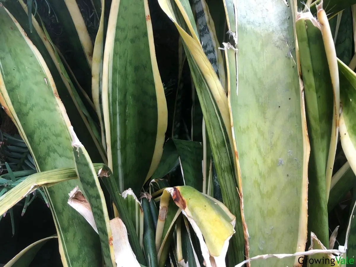 snake plant leaves falling