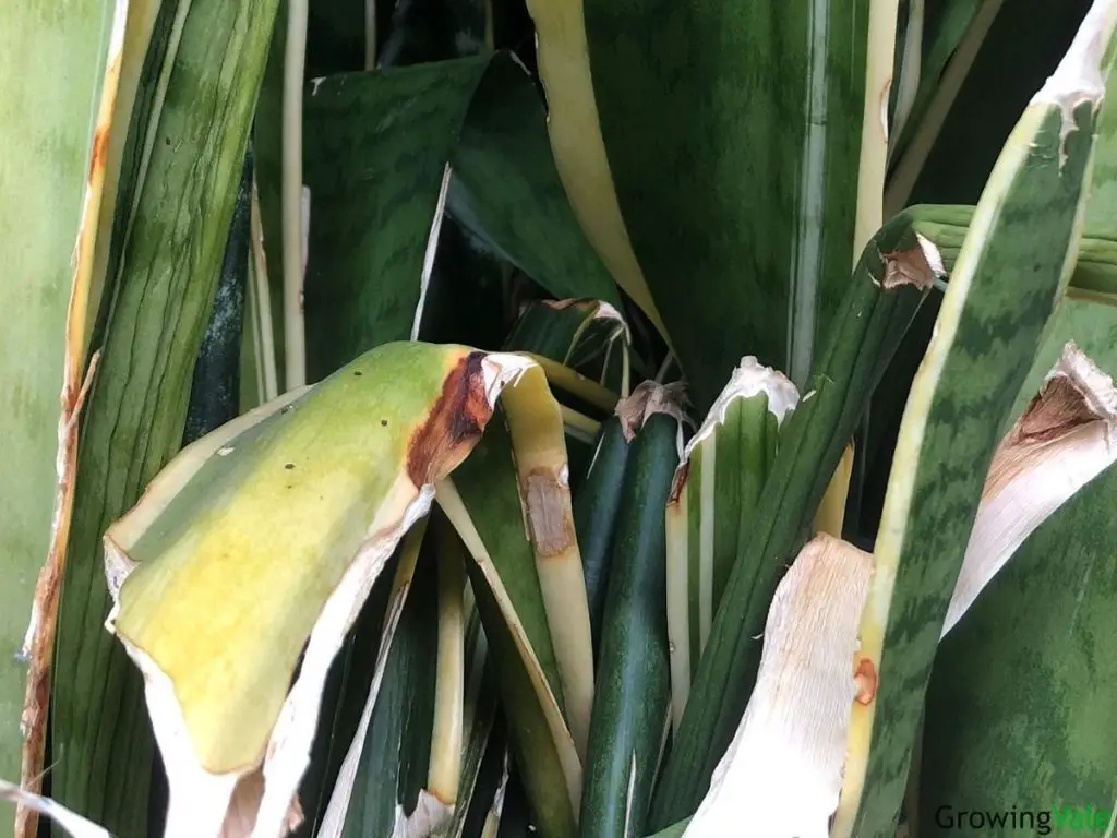 snake plant yellow leaves