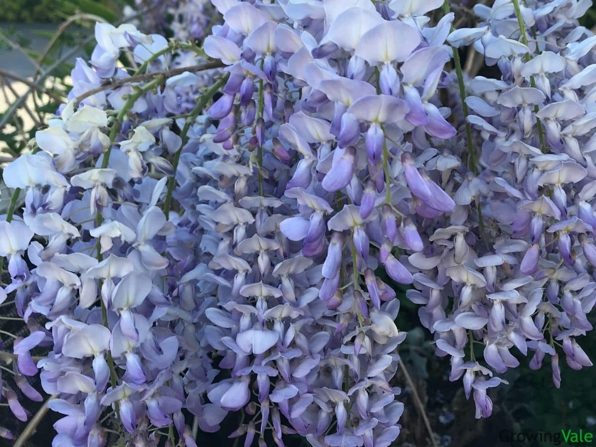 wisteria flower meaning