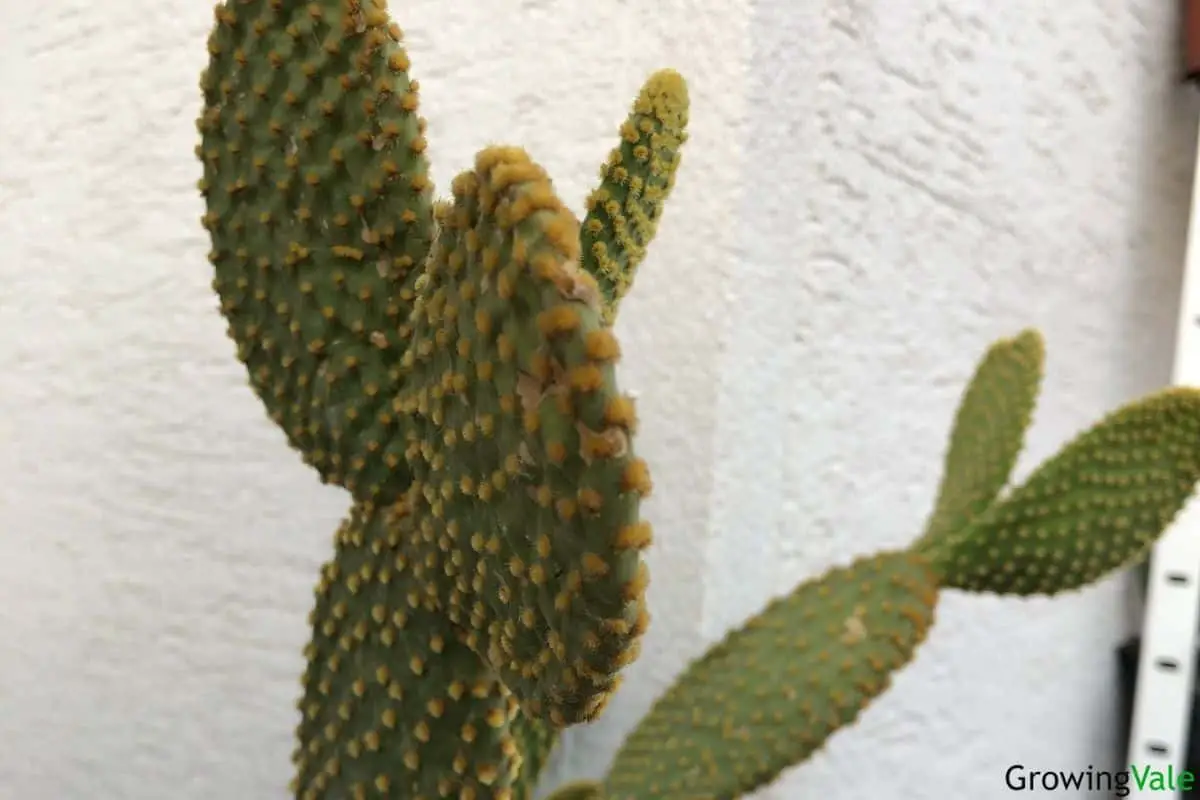 bunny ears cactus
