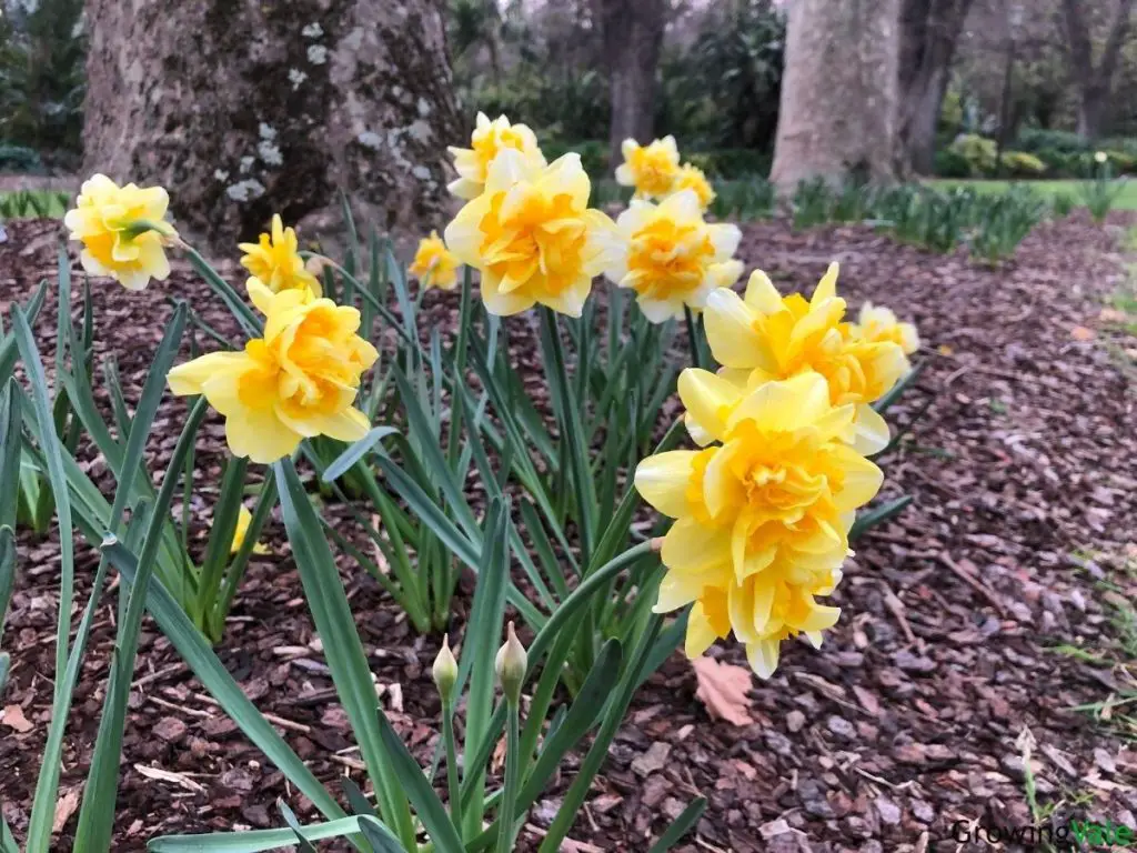 Daffodil Flower Meaning, Symbolism Of Each Color And Uses - GrowingVale