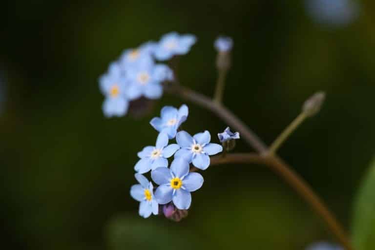 forget-me-not-flower-meaning-symbolism-and-uses-growingvale