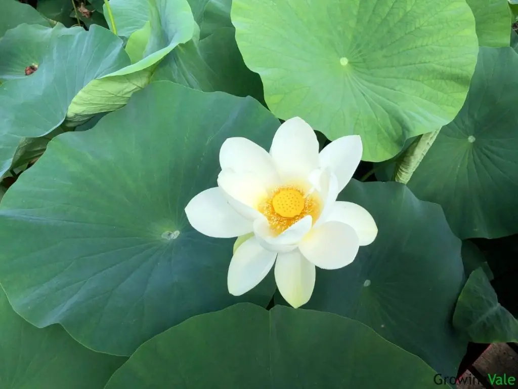 Lotus Flower Meaning And Symbolism Of Each Color And Uses Lotus Flower Meaning And Symbolism Of 6913