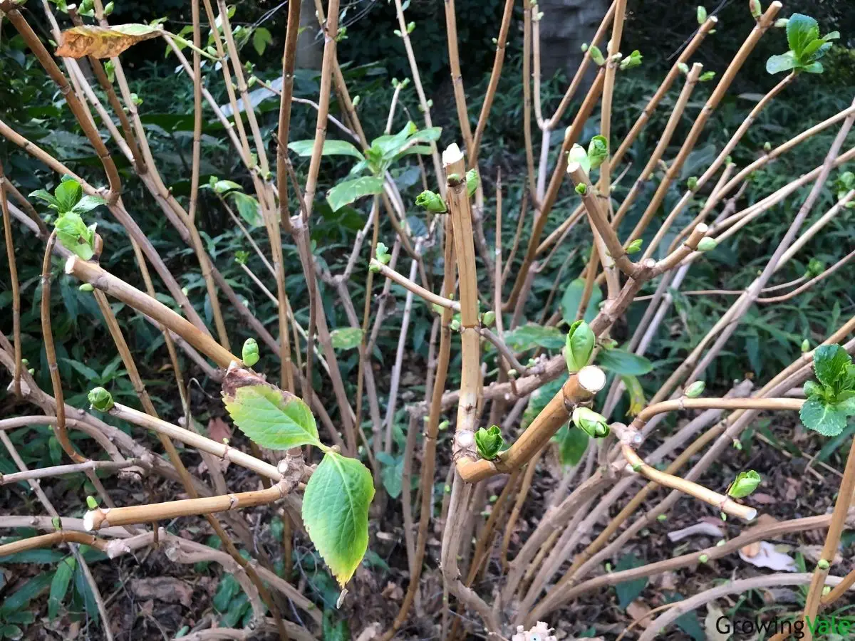 pruning hydrangeas