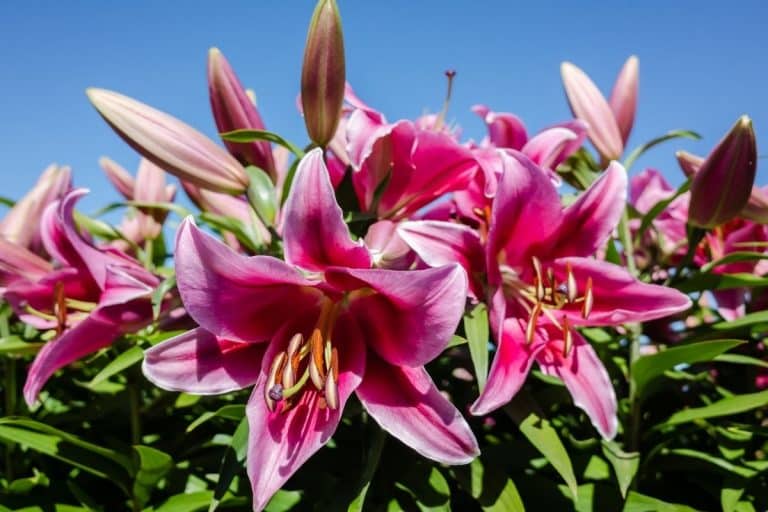 lily-flower-meaning-symbolism-and-uses-growingvale