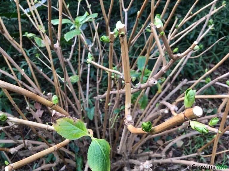 Hydrangeas In Winter Care: How To Winterize And Protect From Frost - Store