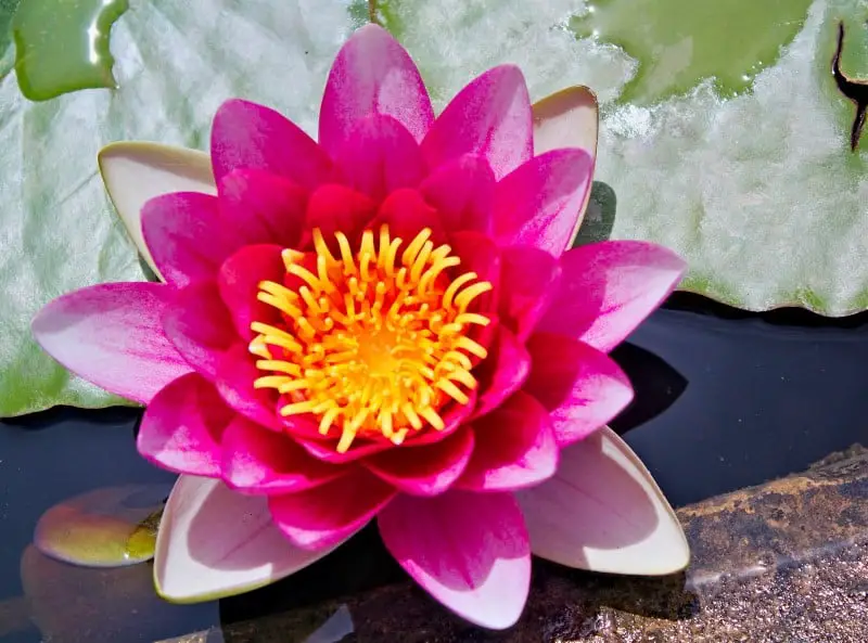 july water lily