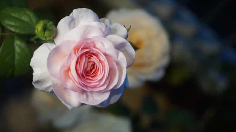 june rose flower