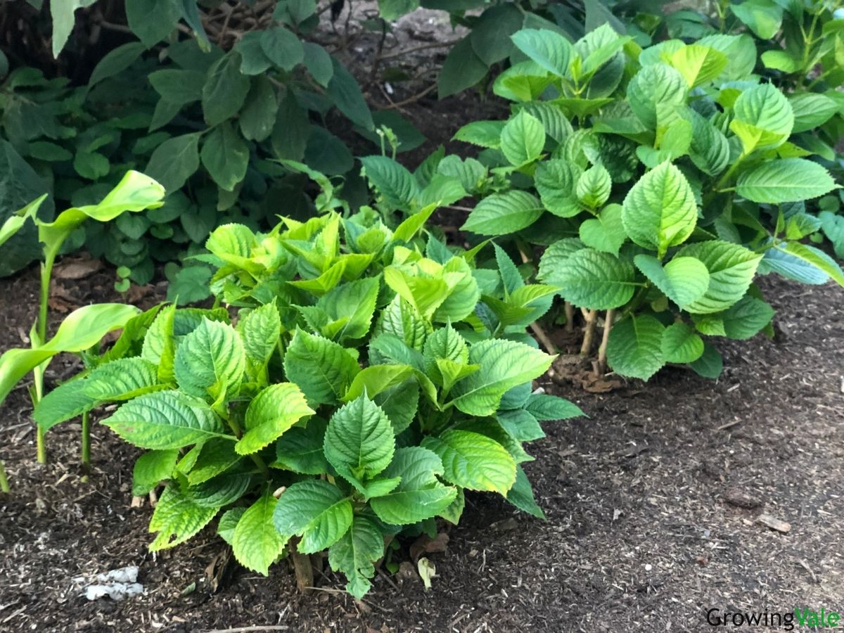 Propagating Hydrangeas: 5 Propagation Methods You Can Use - GrowingVale