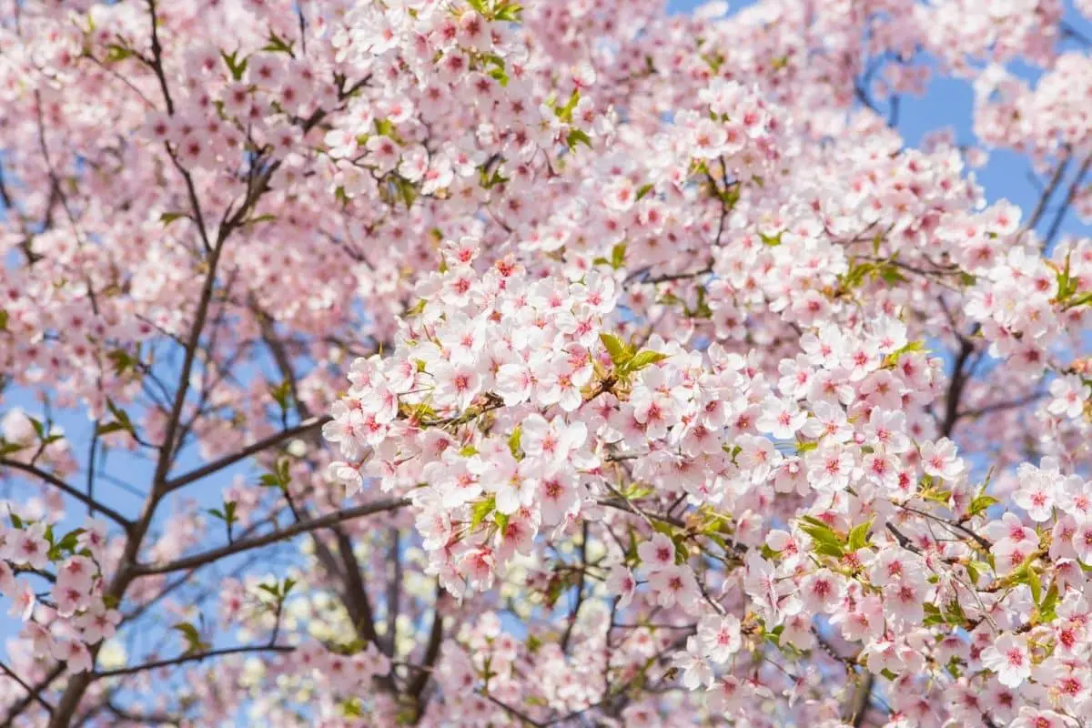 cherry blossom meaning