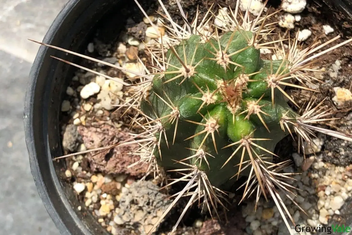Echinocereus triglochidiatus hedgehog cactus