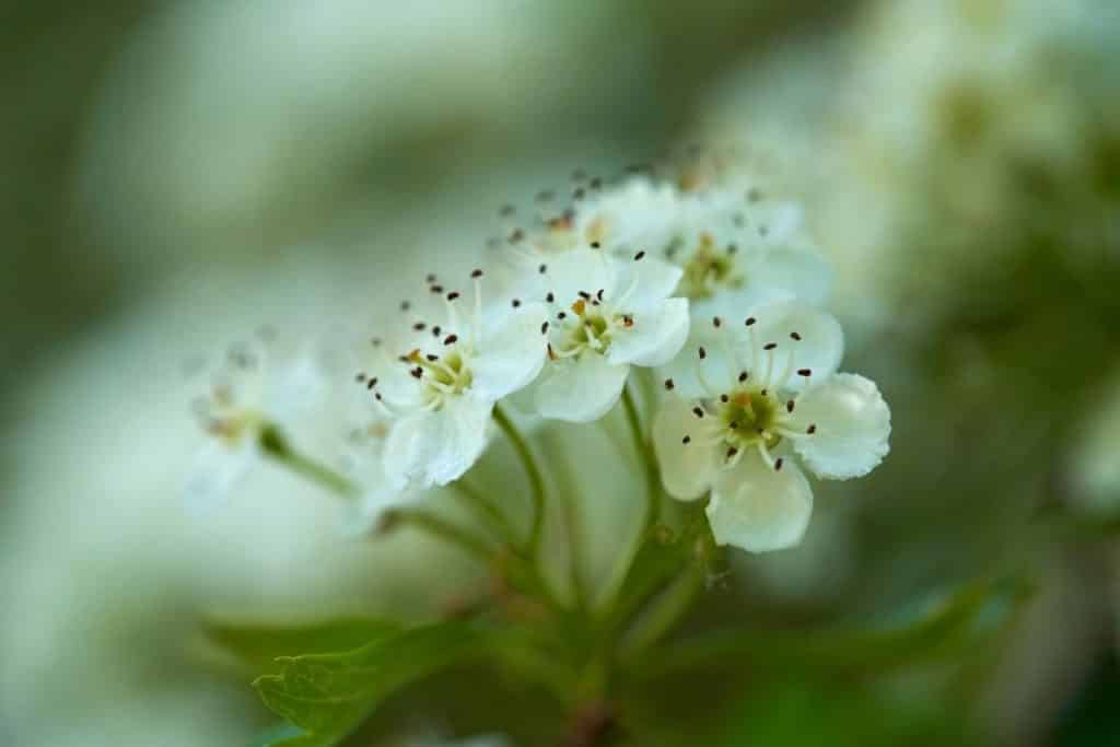 hawthorn-flower-meaning-symbolism-and-uses-you-should-know-growingvale