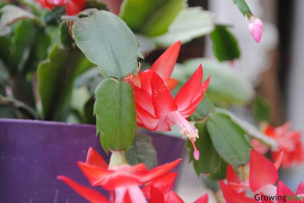 Christmas Cactus Care: How To Grow Schlumbergera Cacti - GrowingVale