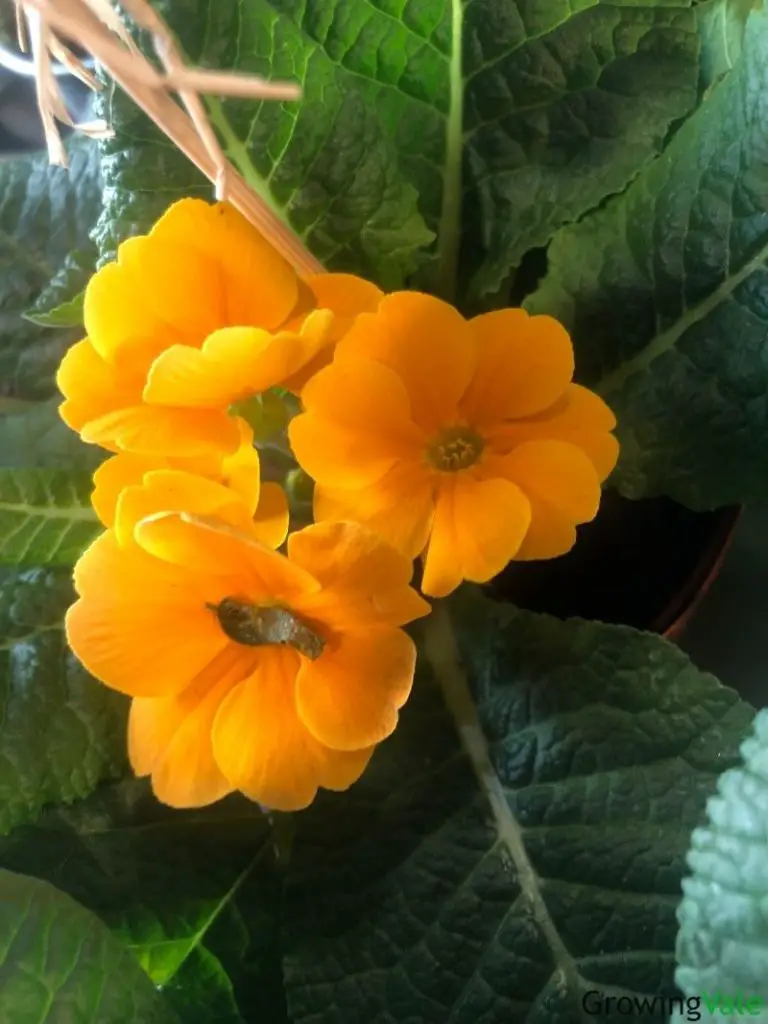 primrose danova orange yellow