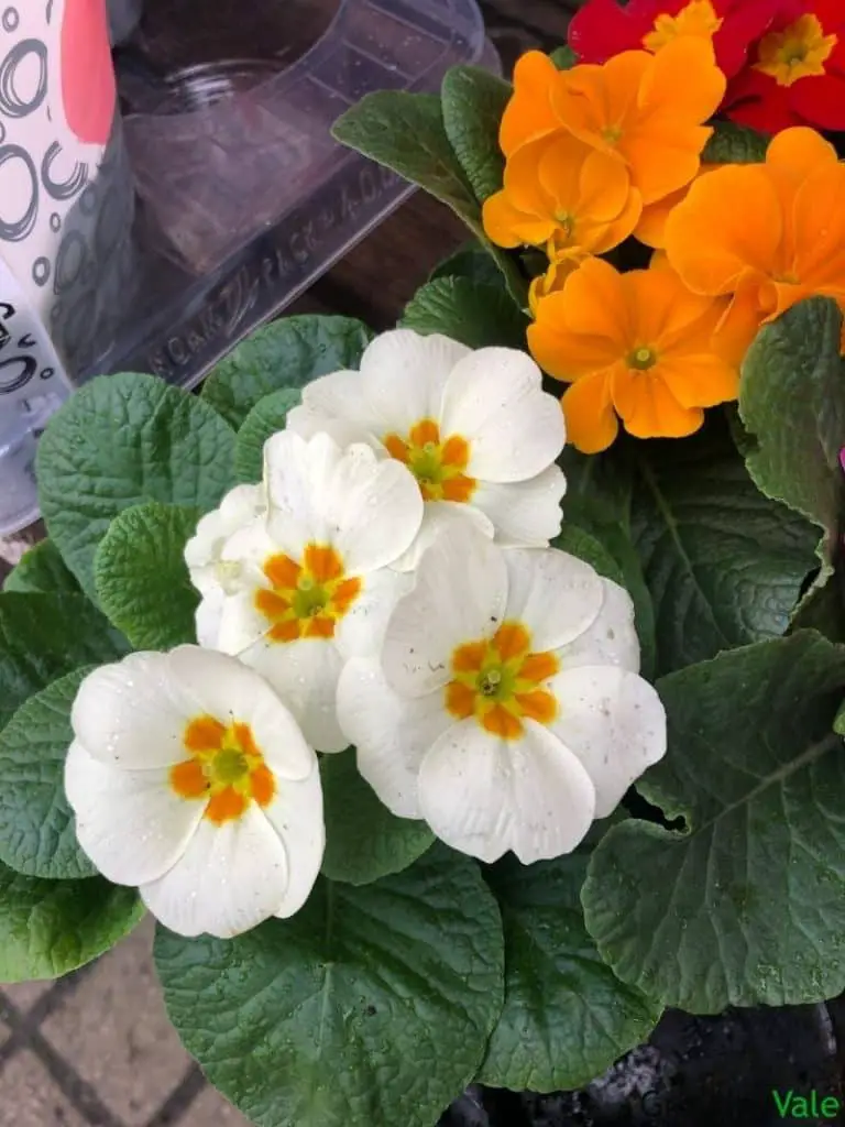 primrose danova white