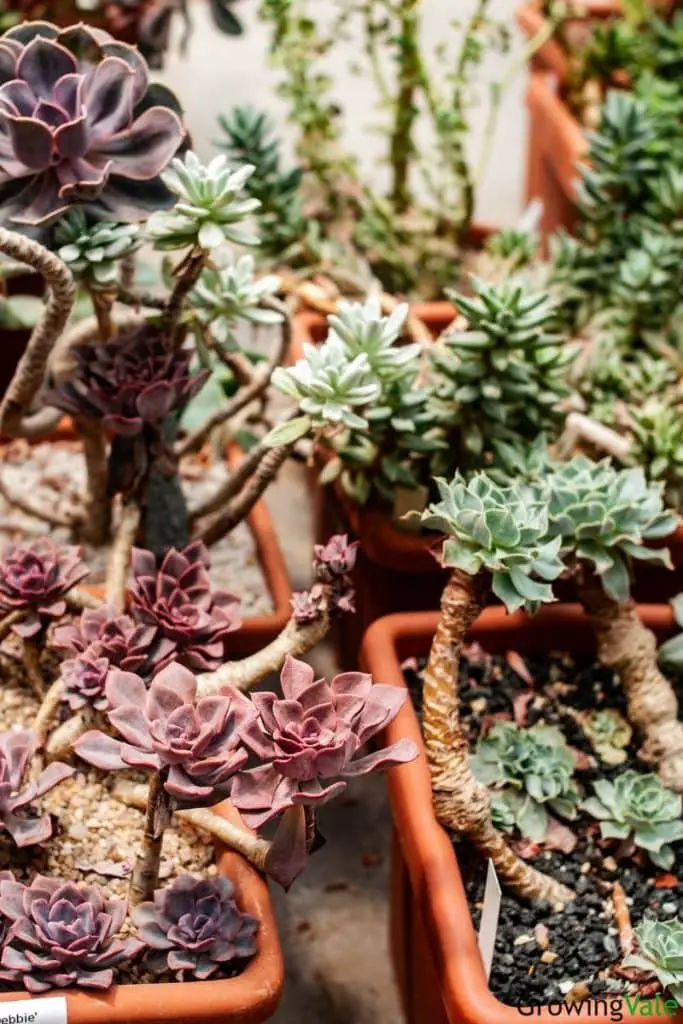 care for succulents