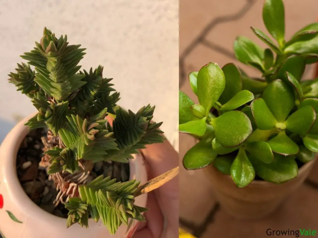 Top 20 Crassula Types You Can Grow Growingvale