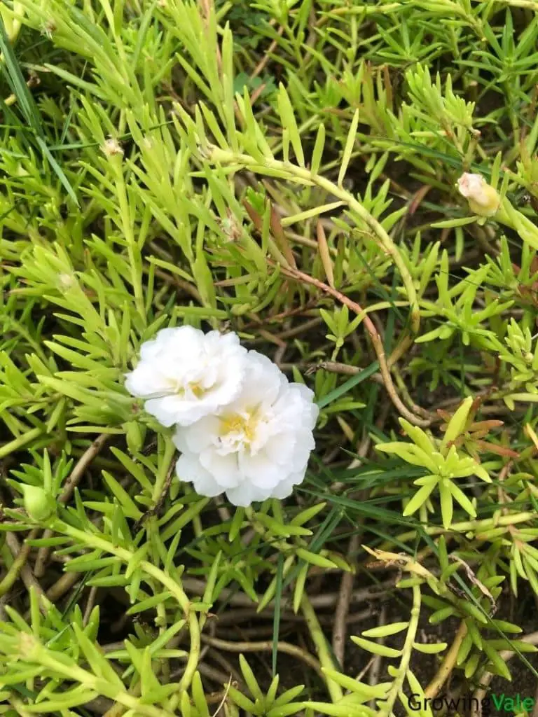 white moss rose