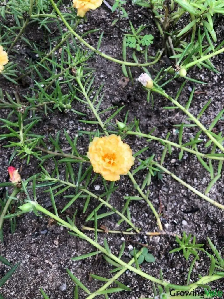yellow moss rose