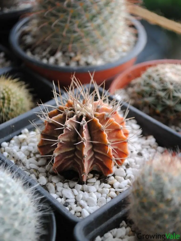 indoor cactus