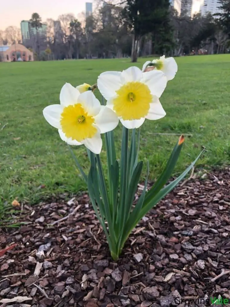 daffodil plant