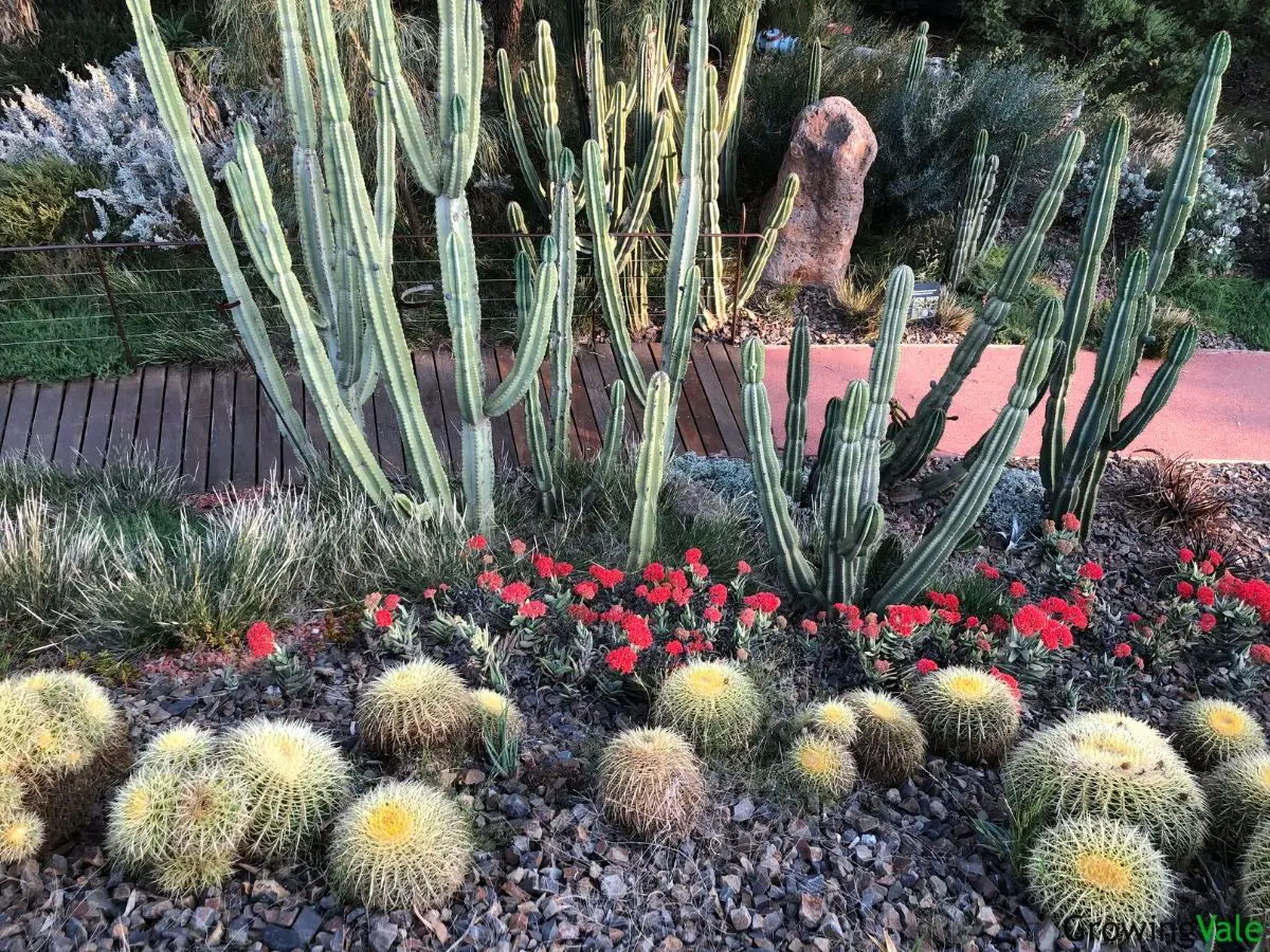 large cactus plants