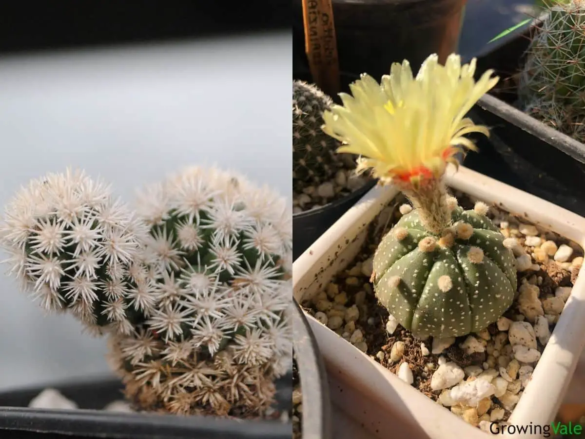 small cactus plants