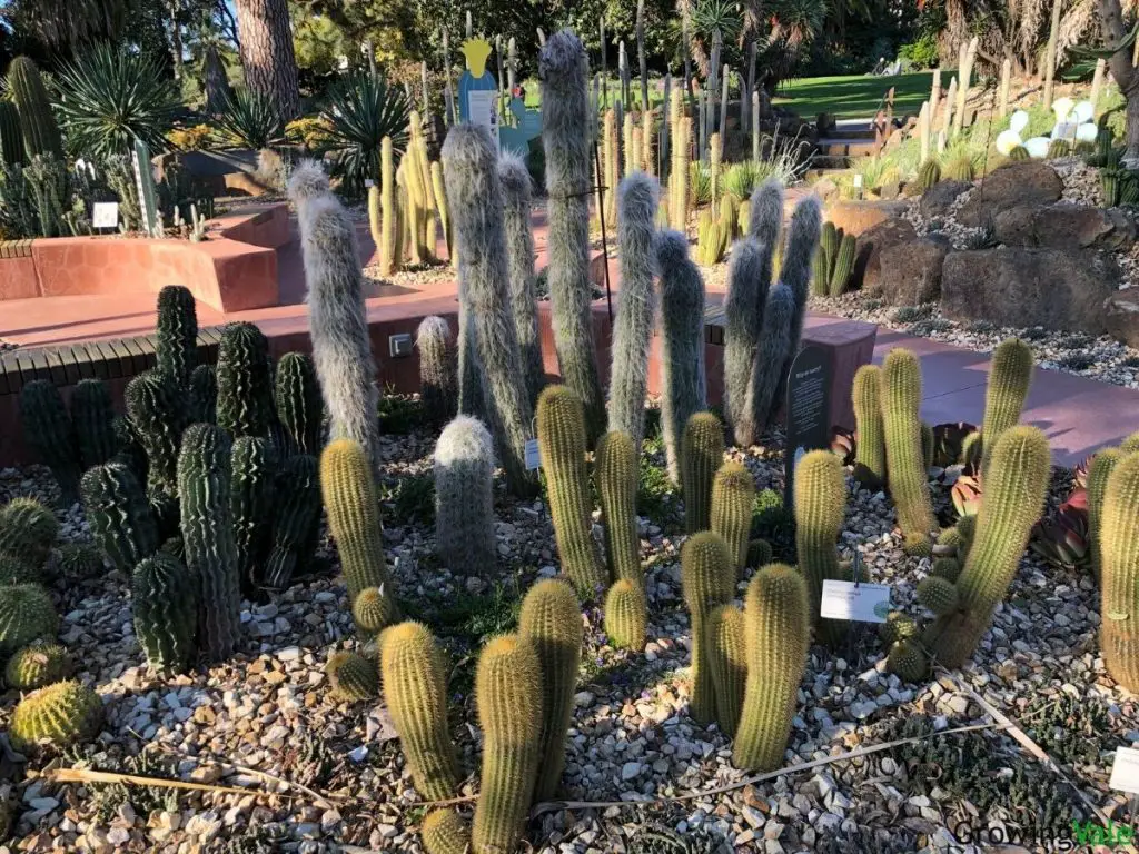 tall cacti species