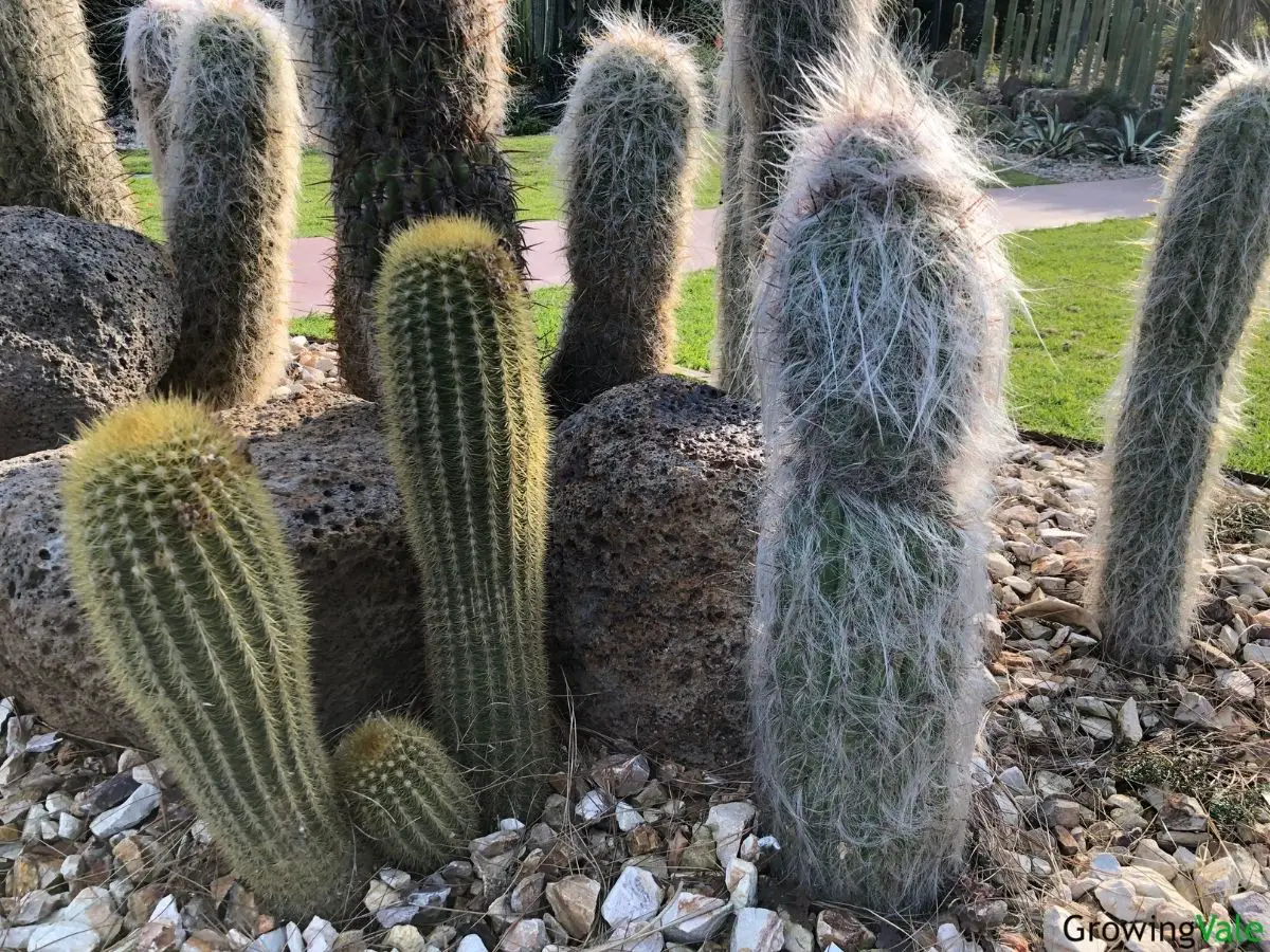 tall cactus