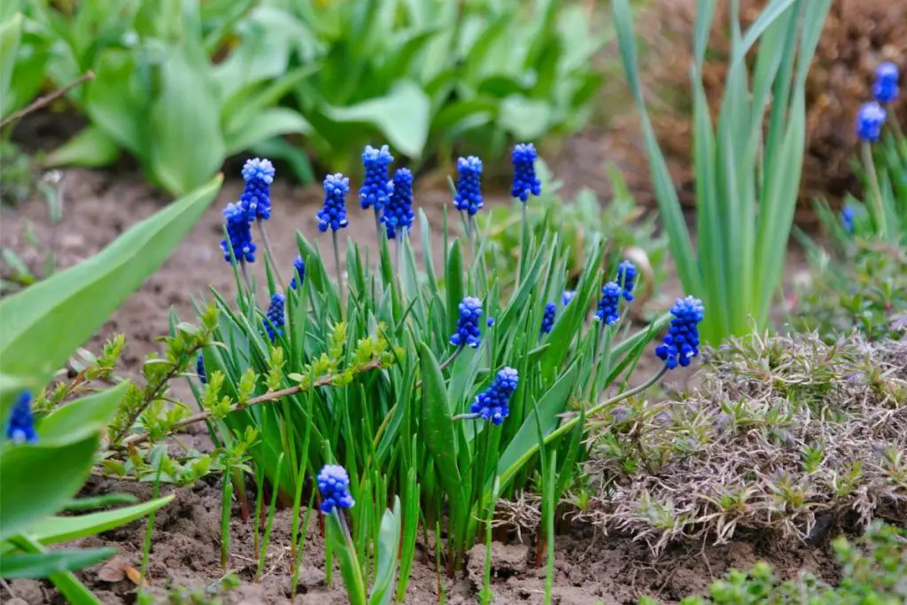 50-gorgeous-types-of-blue-flowers-growingvale